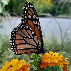 Monarch butterfly on flower